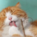 Nama Kucing Jantan yang Lucu dan Mudah Diingat