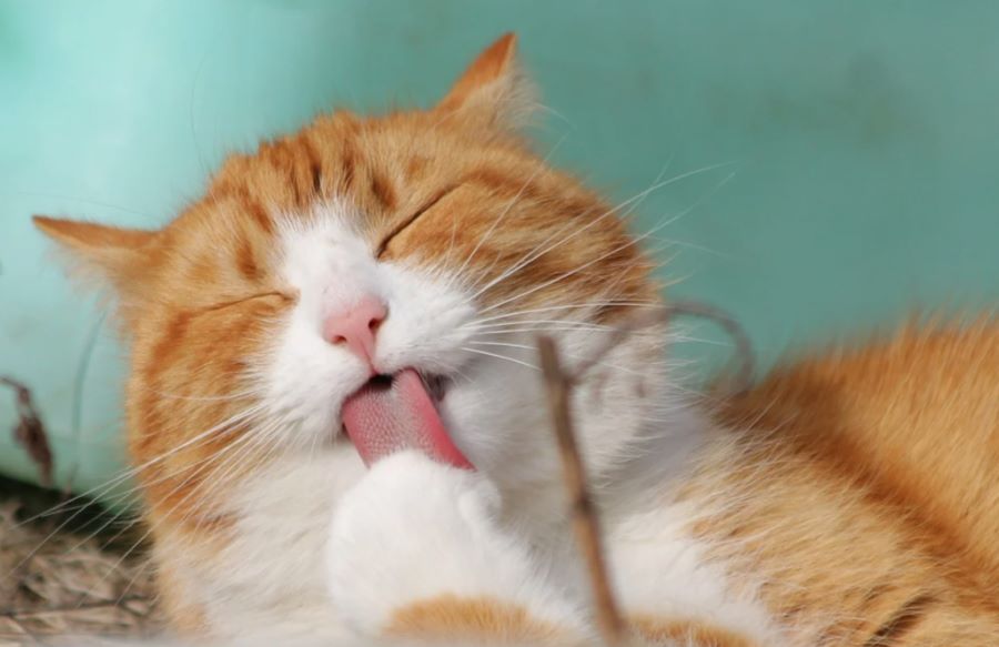 Nama Kucing Jantan yang Lucu dan Mudah Diingat